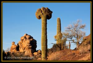 Crested Saguaro r.jpg