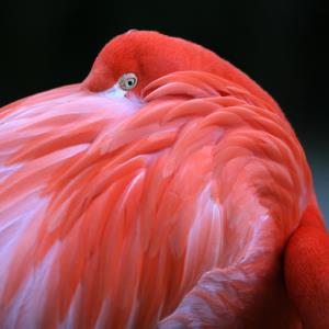 Flamingo 2.jpg