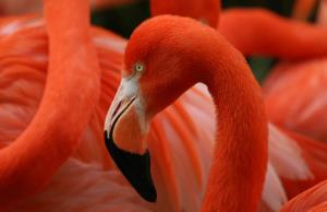Flamingo close up.jpg