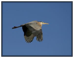 Great Blue Heron in Flight.jpg