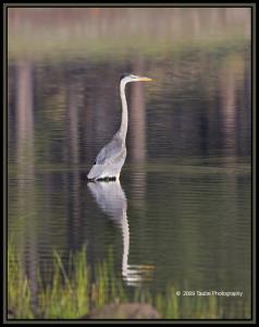 Heron Reflection.jpg