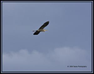 Heron in Flight.jpg