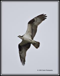 Osprey in Flight.jpg