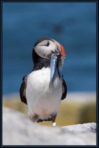 Puffin With Fish 2.jpg