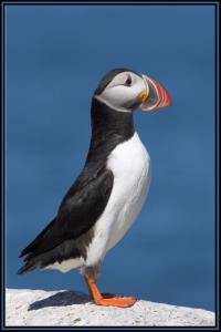 Puffin at Attention.jpg
