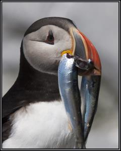 Puffin with fish.jpg