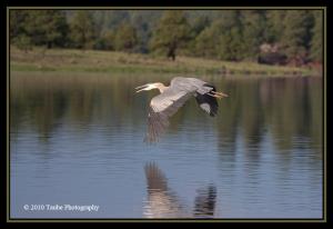 Heron Cruising Above the Lake.jpg