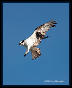 Osprey About To Dive.jpg