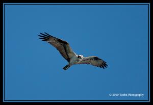 Osprey in Flight.jpg